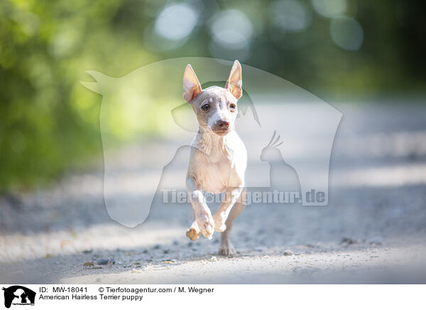 Amerikanischer Nackthund Welpe / American Hairless Terrier puppy / MW-18041
