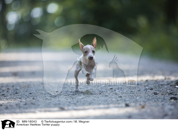 Amerikanischer Nackthund Welpe / American Hairless Terrier puppy / MW-18043