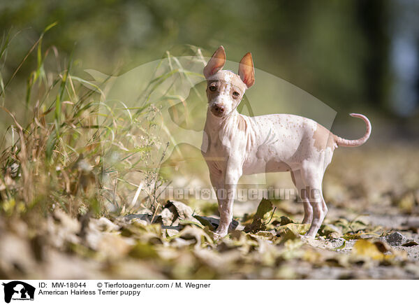 American Hairless Terrier puppy / MW-18044