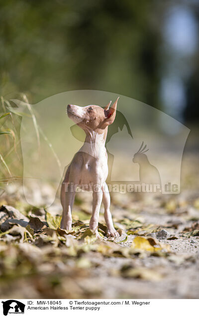 Amerikanischer Nackthund Welpe / American Hairless Terrier puppy / MW-18045