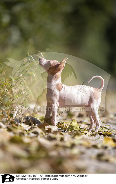 Amerikanischer Nackthund Welpe / American Hairless Terrier puppy / MW-18046