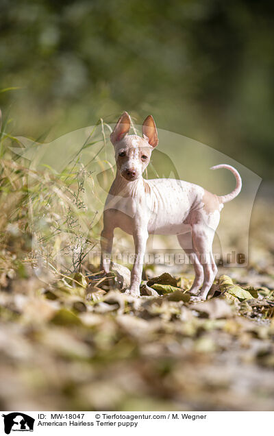 Amerikanischer Nackthund Welpe / American Hairless Terrier puppy / MW-18047