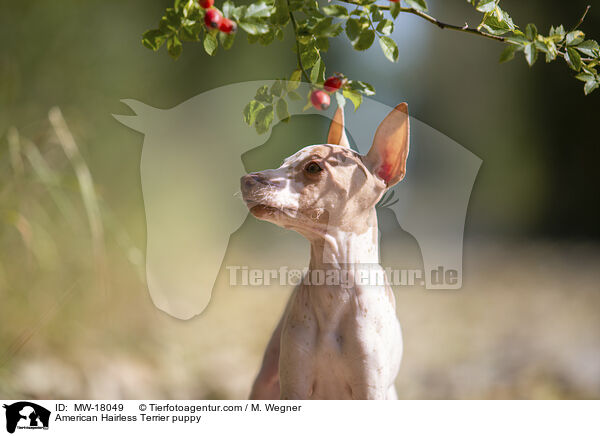 Amerikanischer Nackthund Welpe / American Hairless Terrier puppy / MW-18049