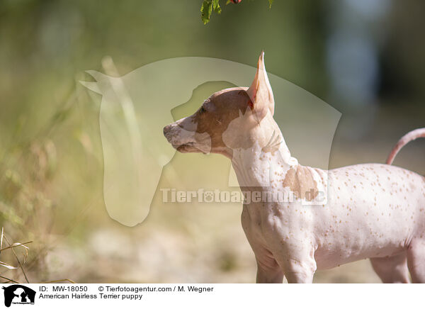 Amerikanischer Nackthund Welpe / American Hairless Terrier puppy / MW-18050