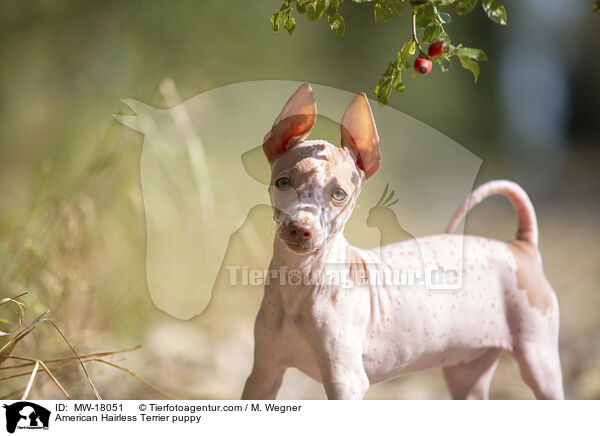 Amerikanischer Nackthund Welpe / American Hairless Terrier puppy / MW-18051