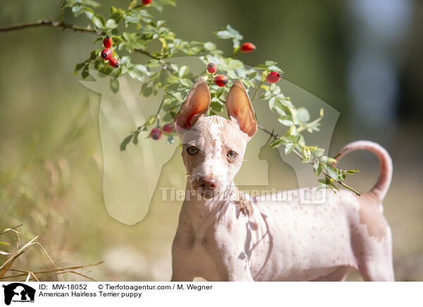 Amerikanischer Nackthund Welpe / American Hairless Terrier puppy / MW-18052