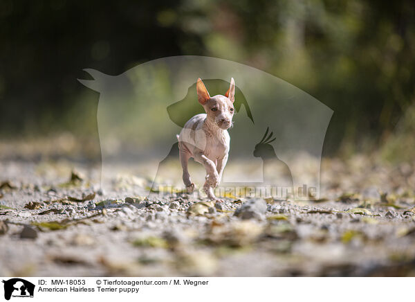 Amerikanischer Nackthund Welpe / American Hairless Terrier puppy / MW-18053