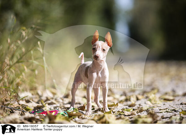 Amerikanischer Nackthund Welpe / American Hairless Terrier puppy / MW-18057