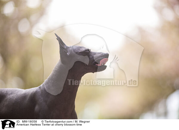 American Hairless Terrier zur Kirschbltezeit / American Hairless Terrier at cherry blossom time / MW-18058