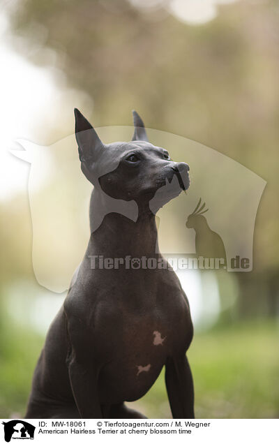 American Hairless Terrier zur Kirschbl�tezeit / American Hairless Terrier at cherry blossom time / MW-18061
