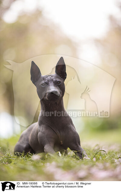 American Hairless Terrier at cherry blossom time / MW-18066