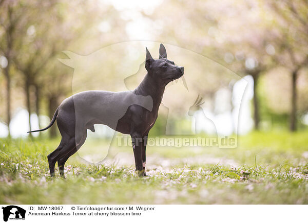 American Hairless Terrier zur Kirschbl�tezeit / American Hairless Terrier at cherry blossom time / MW-18067