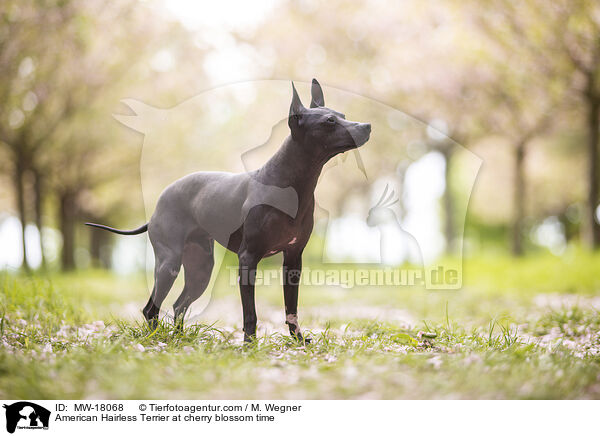 American Hairless Terrier zur Kirschbl�tezeit / American Hairless Terrier at cherry blossom time / MW-18068