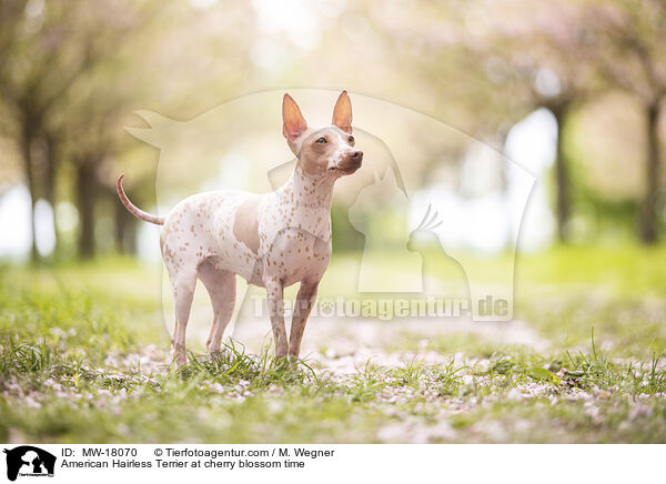 American Hairless Terrier zur Kirschbltezeit / American Hairless Terrier at cherry blossom time / MW-18070