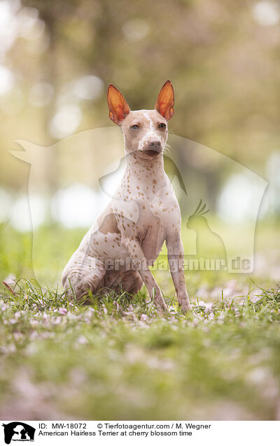 American Hairless Terrier at cherry blossom time / MW-18072