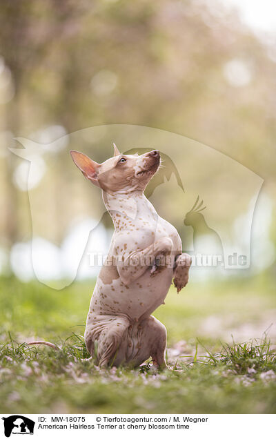 American Hairless Terrier zur Kirschbltezeit / American Hairless Terrier at cherry blossom time / MW-18075