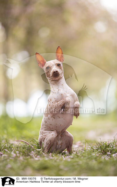 American Hairless Terrier at cherry blossom time / MW-18076