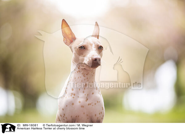 American Hairless Terrier zur Kirschbltezeit / American Hairless Terrier at cherry blossom time / MW-18081