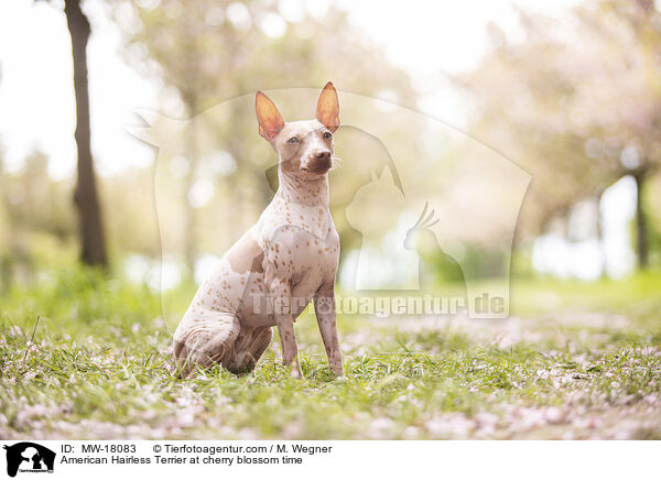 American Hairless Terrier at cherry blossom time / MW-18083