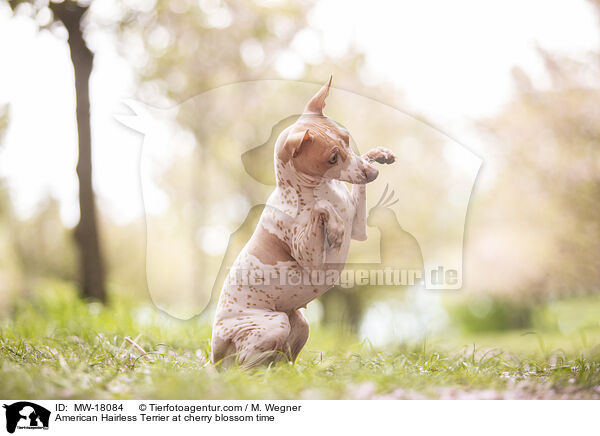 American Hairless Terrier zur Kirschbltezeit / American Hairless Terrier at cherry blossom time / MW-18084