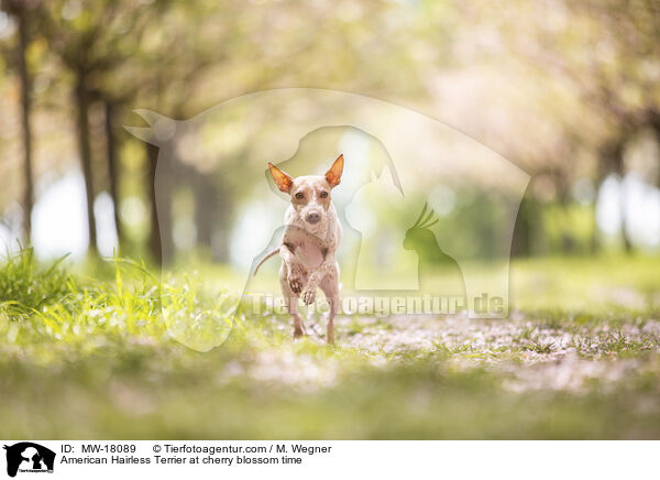 American Hairless Terrier zur Kirschbltezeit / American Hairless Terrier at cherry blossom time / MW-18089