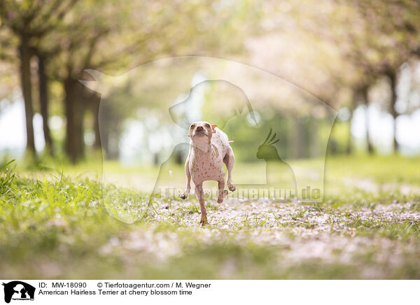 American Hairless Terrier at cherry blossom time / MW-18090