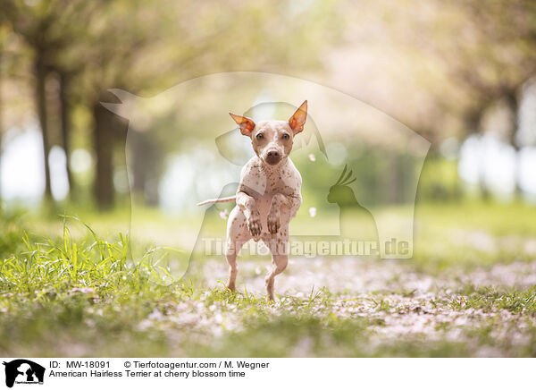 American Hairless Terrier at cherry blossom time / MW-18091