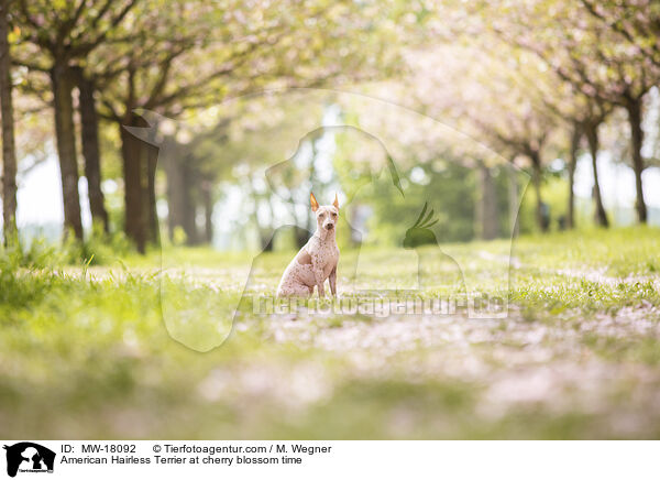 American Hairless Terrier zur Kirschbltezeit / American Hairless Terrier at cherry blossom time / MW-18092