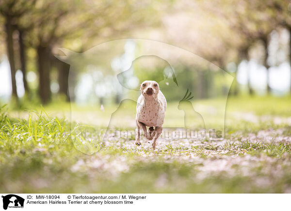 American Hairless Terrier zur Kirschbltezeit / American Hairless Terrier at cherry blossom time / MW-18094