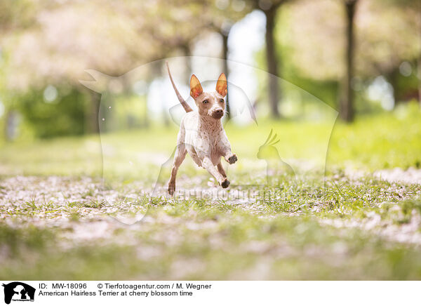American Hairless Terrier at cherry blossom time / MW-18096