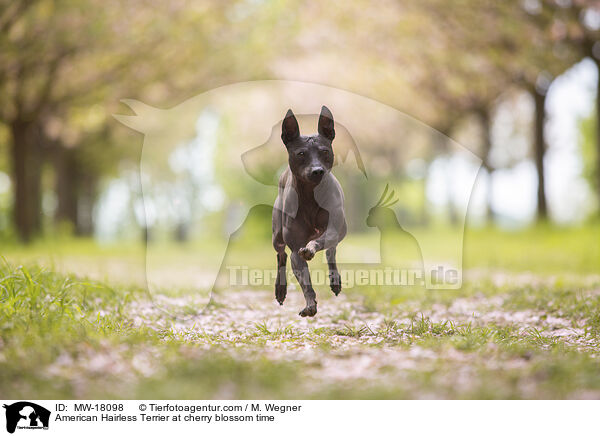 American Hairless Terrier at cherry blossom time / MW-18098