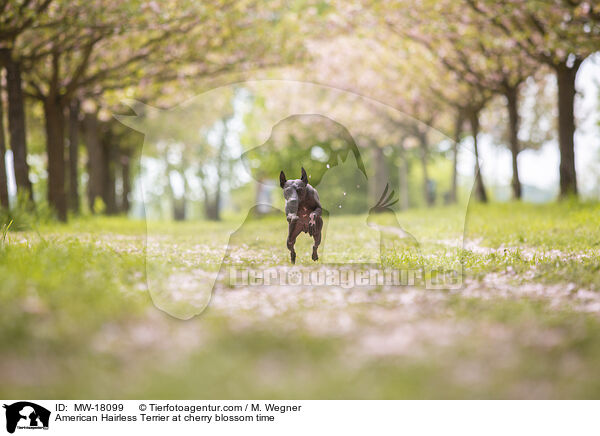 American Hairless Terrier zur Kirschbltezeit / American Hairless Terrier at cherry blossom time / MW-18099