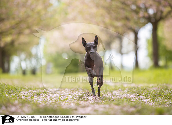 American Hairless Terrier zur Kirschbltezeit / American Hairless Terrier at cherry blossom time / MW-18100