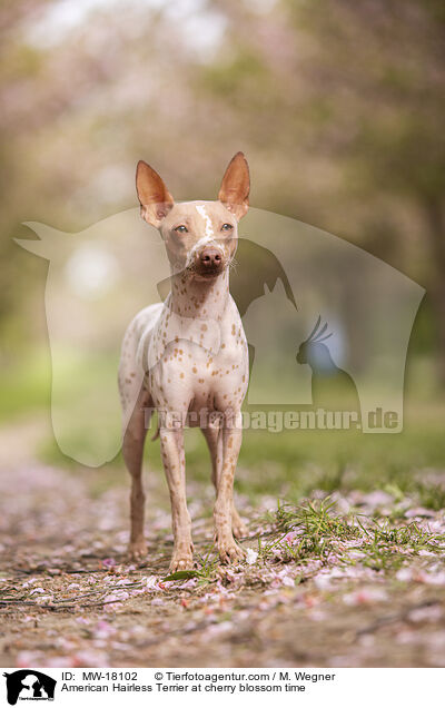 American Hairless Terrier at cherry blossom time / MW-18102