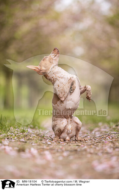 American Hairless Terrier zur Kirschbltezeit / American Hairless Terrier at cherry blossom time / MW-18104
