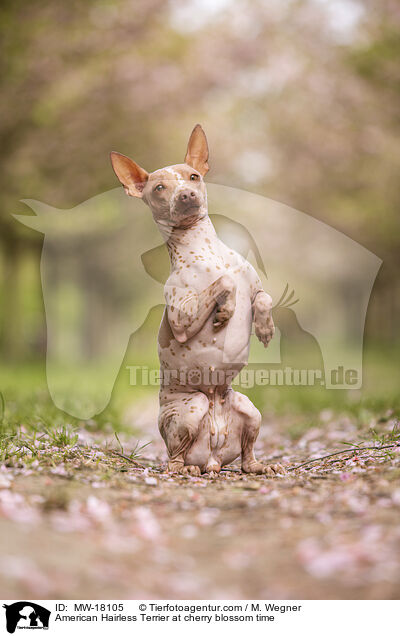 American Hairless Terrier at cherry blossom time / MW-18105
