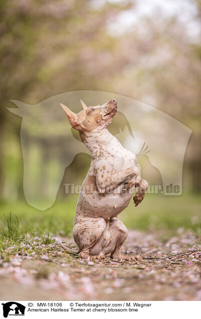 American Hairless Terrier zur Kirschbltezeit / American Hairless Terrier at cherry blossom time / MW-18106