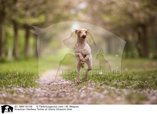 American Hairless Terrier zur Kirschbltezeit / American Hairless Terrier at cherry blossom time / MW-18108