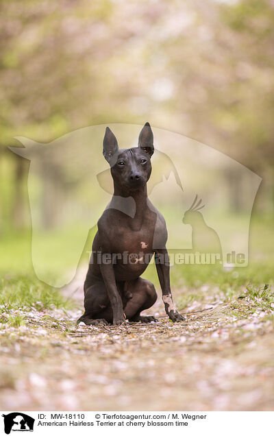 American Hairless Terrier zur Kirschbltezeit / American Hairless Terrier at cherry blossom time / MW-18110