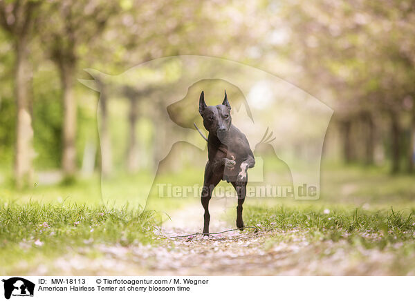 American Hairless Terrier zur Kirschbltezeit / American Hairless Terrier at cherry blossom time / MW-18113