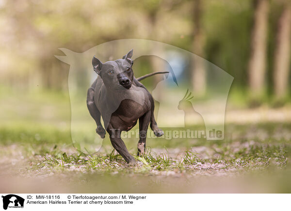 American Hairless Terrier at cherry blossom time / MW-18116