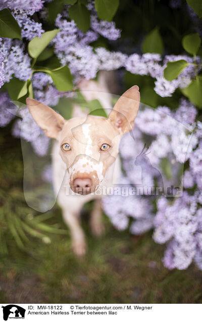 American Hairless Terrier zwischen Flieder / American Hairless Terrier between lilac / MW-18122