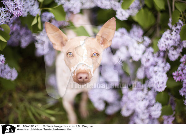 American Hairless Terrier zwischen Flieder / American Hairless Terrier between lilac / MW-18123