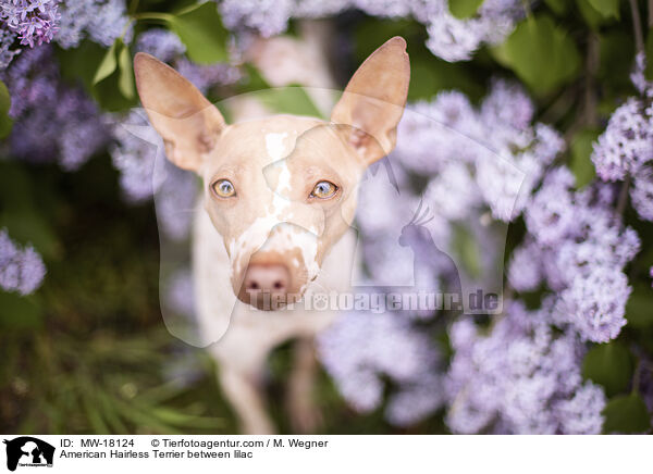 American Hairless Terrier zwischen Flieder / American Hairless Terrier between lilac / MW-18124