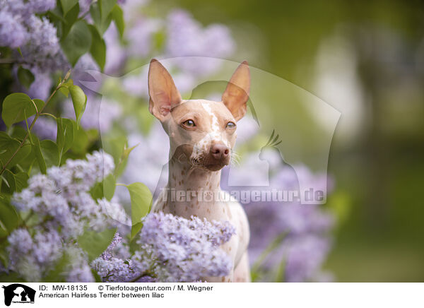 American Hairless Terrier zwischen Flieder / American Hairless Terrier between lilac / MW-18135