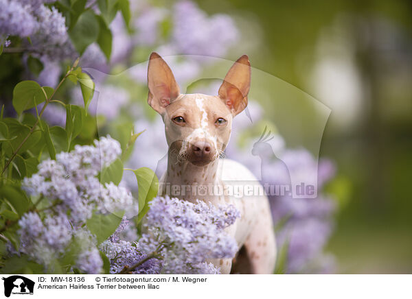 American Hairless Terrier between lilac / MW-18136