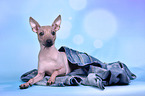 lying American Hairless Terrier