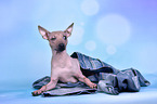 lying American Hairless Terrier