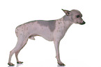 American Hairless Terrier