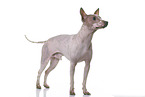 American Hairless Terrier